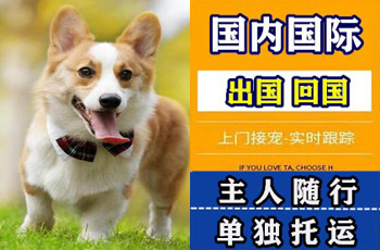 眉山市宠物托运公司眉山市宠物托运公司眉山市宠物托运公司