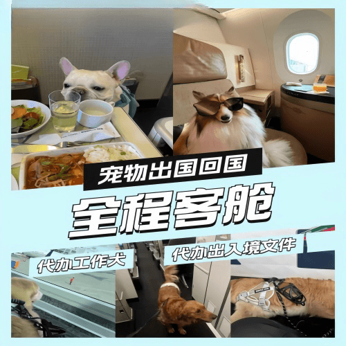 眉山市宠物托运到白俄罗斯宠物入境规定和要求